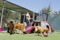 Dog Daycare Twin Cities